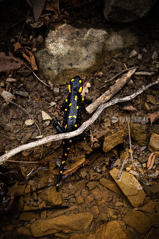 火蝾螈(Salamandra Salamandra)从水中出来